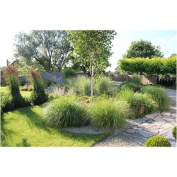 trawa Kłosówka wełnista Tr17